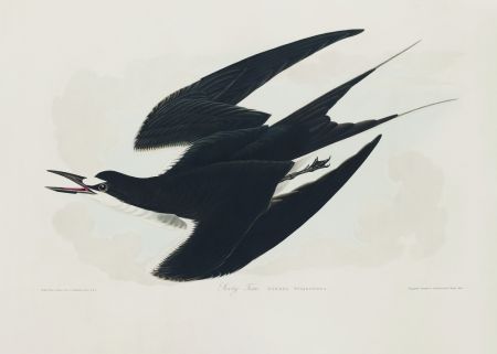 Sooty Tern From Birds of America (1827)
