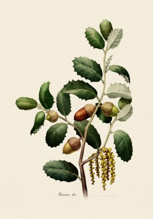 Botany   Quercus Ilex