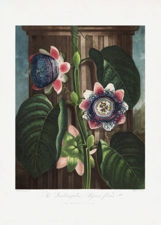 The Quadrangular Passion Flower from The Temple of Flora (1807)