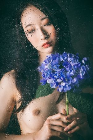 Hydrangea -Maria-