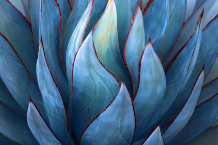 Blue Agave Abstract