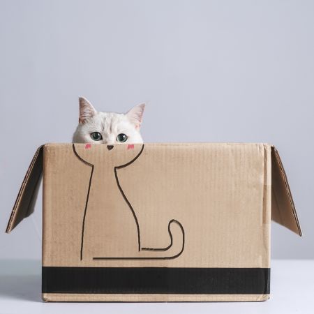Cat in the box