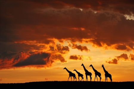 Five Giraffes