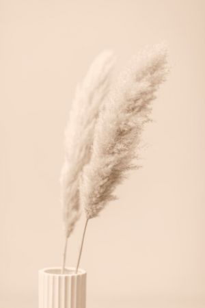 Pampas Grass Begie 13