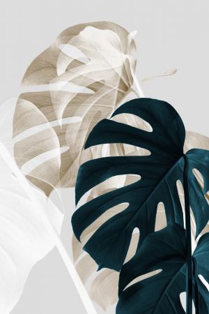 Monstera Creative 05