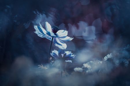 Juste une tite chanson d'Amour