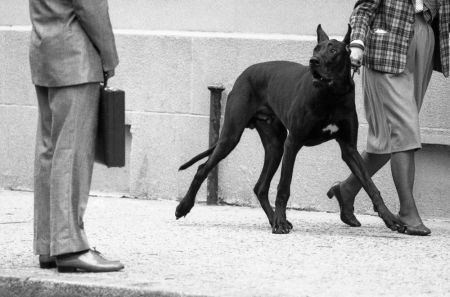 Great dane bodyguard (from the series "Boy meets girl")