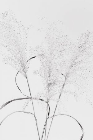 Dried Grass_black&white