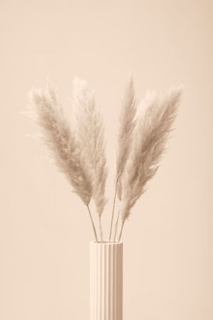 Pampas Grass Beige 11