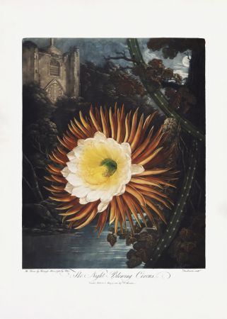 The Night–Blowing Cereus from The Temple of Flora (1807)