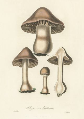 Agaricus Bulbosus Illustration. Medical Botany 1836