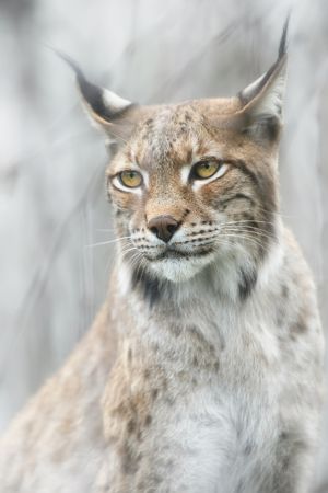 Lynx portrait in the fog