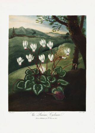 The Persian Cyclamen from The Temple of Flora (1807)