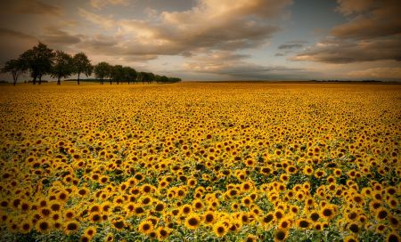 Sunflowers