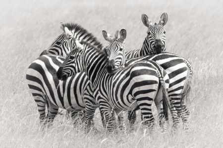Zebras
