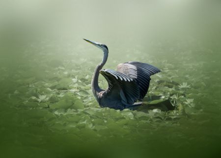 blue heron in a green dream