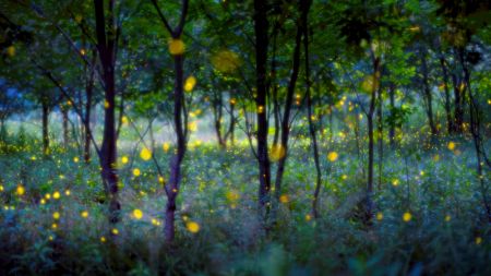 Magic fireflies