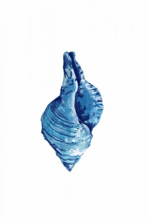 Blue Seashell On White Background No3