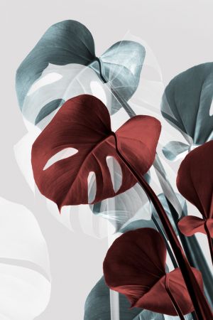 Monstera Creative 15