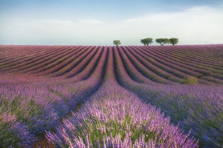 Velours de Lavender