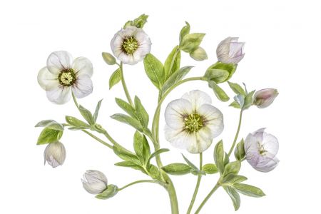 Hellebore