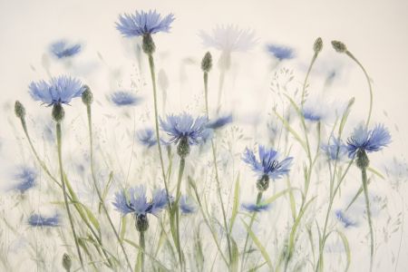 Cornflowers