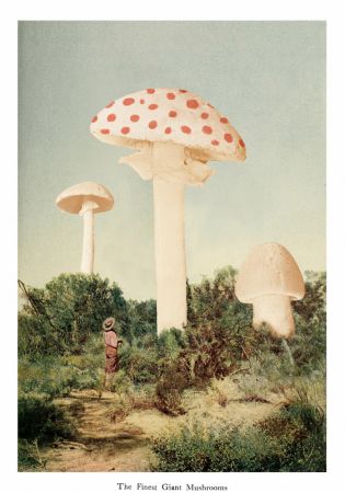 The Finest Giant Mushroom
