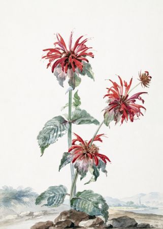 A Red Bergamot In a Landscape