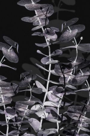 Eucalyptus_Negative_002