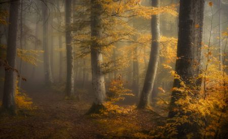 Autumn woods