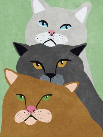 Cat Trio