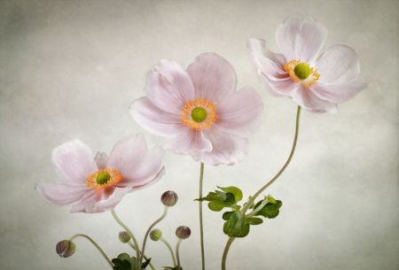 Anemones