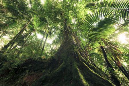 Walking in the Jungle