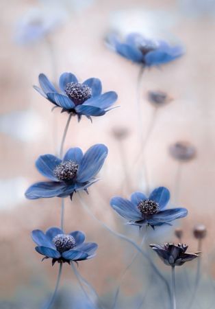 Cosmos blue