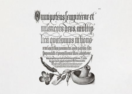 Centipede, Wood Cranesbill, and Mushroom Bw Horizontal