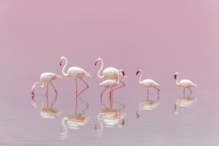 Flamingos