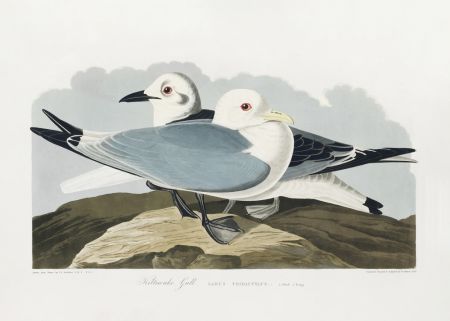 Kittiwake Gull From Birds of America (1827)