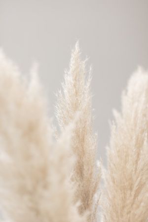 Pampas Grass Grey 04