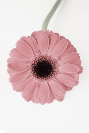 Pink Gerbera II