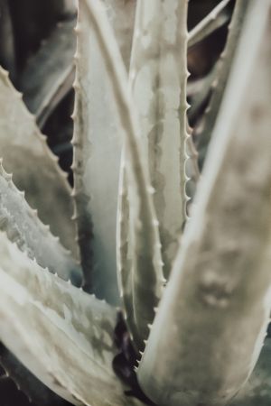 Aloe_001
