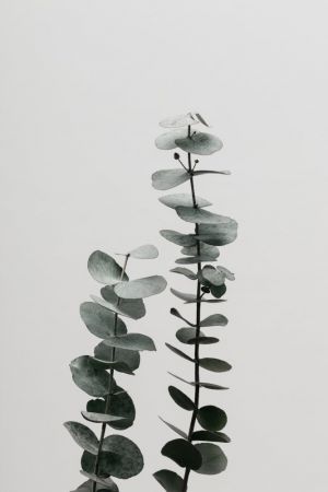 Eucalyptus Natural 03