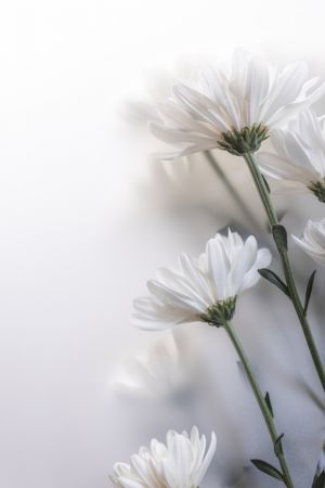 Blurred Flowers 8
