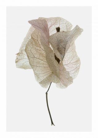 Bougainvillea Study No1