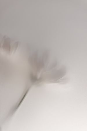 Blurred Flowers 1 018a5454