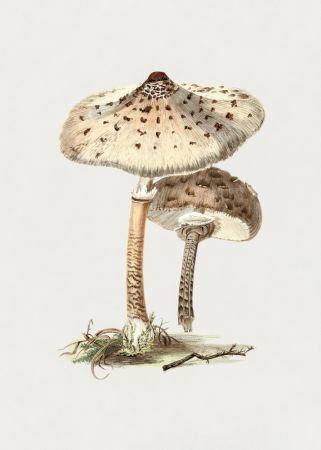 Hand Drawn Parasol Mushroom