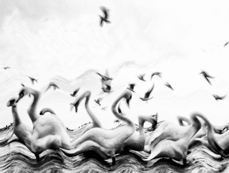 Swans waves