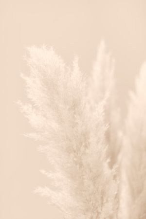 Pampas Grass Beige 03