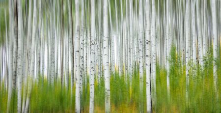 Aspen Forest
