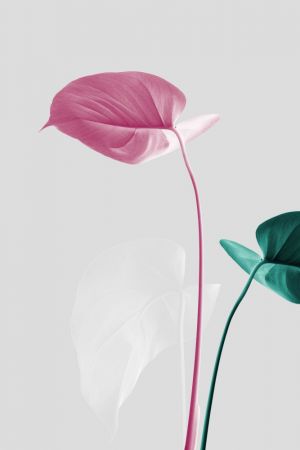 Monstera Creative 18