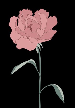 Peony 01